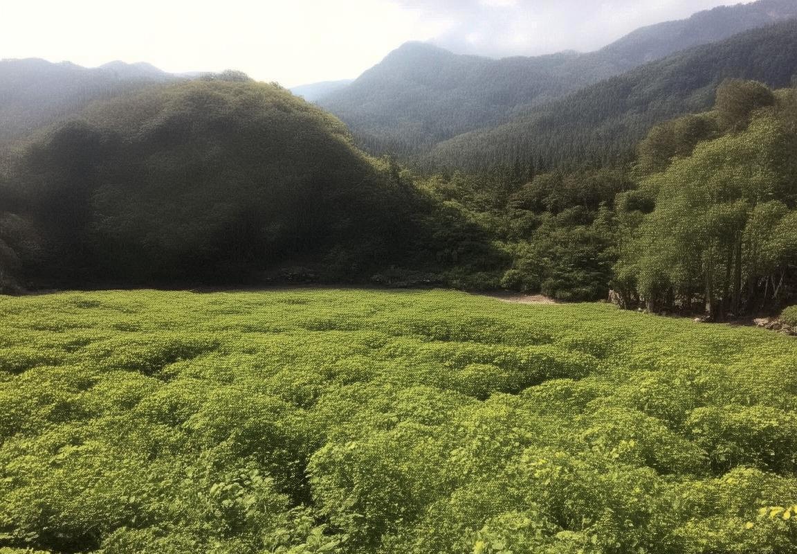 2012伦敦奥运会男篮决赛：中美巅峰对决，篮球精神闪耀奥运舞台(图6)